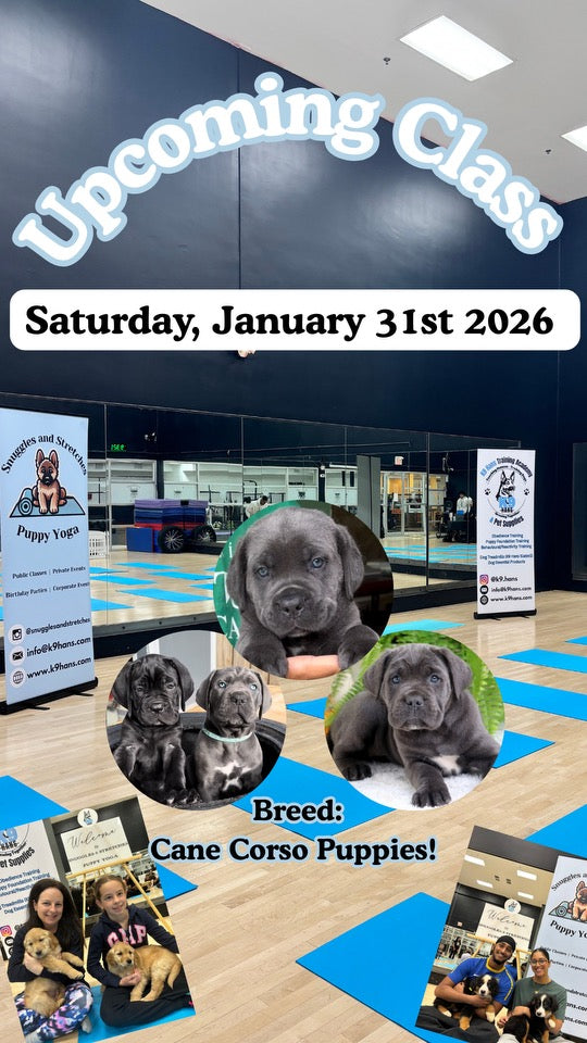 Brampton Puppy Yoga Event